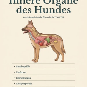 Könnte beinhalten: Anatomie-Diagramm eines Hundes, das die inneren Organe im Detail zeigt. Die Illustration trägt die Bezeichnung "Innere Organe des Hundes" mit zusätzlichem deutschem Text. Das Diagramm enthält Abschnitte zu Terminologie, Funktion, Krankheiten, Symptomen und Funktionsstörungen.