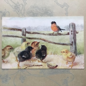 Postal de un camachuelo y sus polluelos esponjosos, c. 1910. Raphael Tuck, serie "Aves del mismo plumaje".