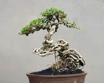 Serissa Foerida Bonsai Tropikal Live Tree,Real Picture