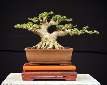 Premna Microphylla Bonsai Tropischer Lebender Baum, Echtes Bild