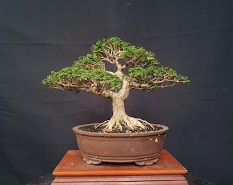 Árbol Bonsái Premna Microphylla, Imagen Real