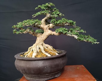 Premna Microphylla Bonsai Tree, Real Picture