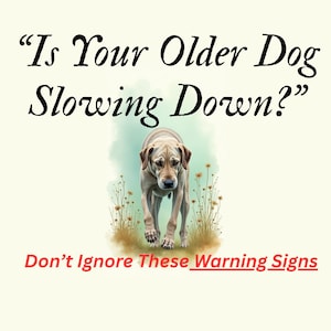 Diario de salud para perros mayores, registro de cuidados de mascotas (descarga en PDF)