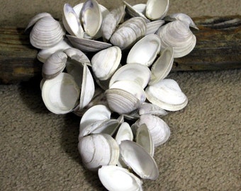 Little Neck Clam Shells, 20 shells, Gray and Purple Clams, Sea Shells, Beach Decor, Craft Supply