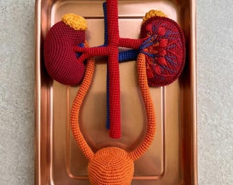 Sistema urinario amigurumi - Schema completo passo passo all'uncinetto