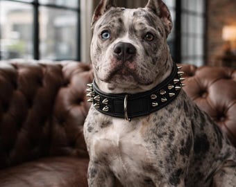 Premium Leather Dog Collar with Studs, Padded Collar for Strong Breeds, Collier Chien Clouté, Style Robuste Chic