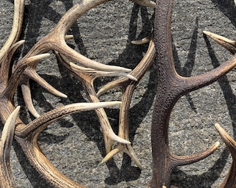 Red Deer Antlers