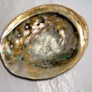 May include: An oval-shaped abalone shell featuring a polished, iridescent interior surface. The shell displays a swirling mix of pearlescent white, deep green, and golden brown hues, with a series of small, natural perforations along the curved edge.
