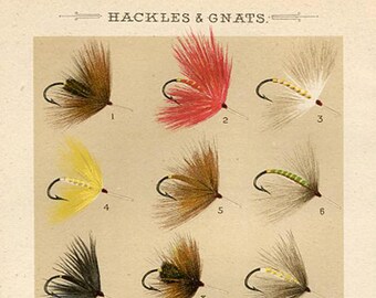 Fly Fishing print. Original Antique Print of Hackles and Gnats Fishing Flies - 1886 Orvis-Cheney - Game Fishing Enthusiast