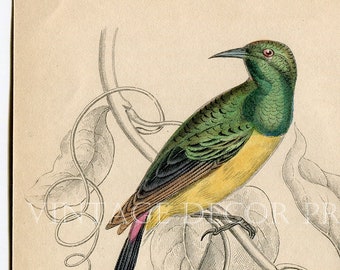 Antique Jardine Humming Bird Print. Original 1833  Print of Humming birds. The Nectarinia Platura. In an 8 x 10 inch Ivory Matte.