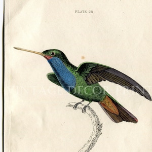 Humming Bird Print. Original Antique 1833 Jardine Print of Humming birds. The Trochilus Saphirinus. In an 8 x 10 inch Ivory Matte.