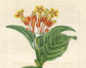 Original Antique Botanical Print of The Besleria melitifolia by Pancrace Bessa c1820. Original Handcoloured Botanical Engraving