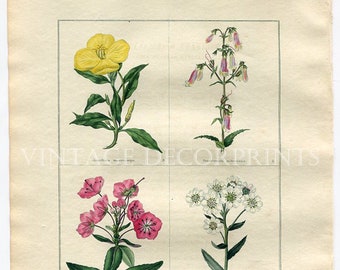 Antique Botanical Print. Evening Primrose, Pentste'mon, Kalmia, Milfoil. Benjamin Maund, Original 1836 Hand Coloured Print, Floral Art #16