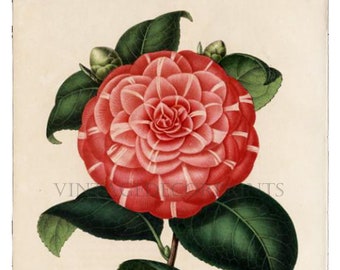 Camellia Print Antique 1854 Camellia Principessa Mathilda Hand Coloured Print by Bernard Leon, printed on stone by G. Severeyns.