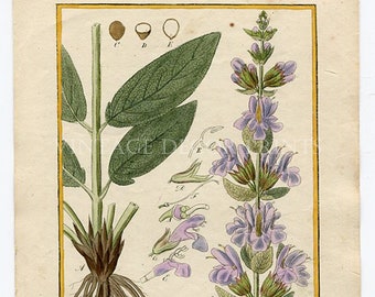 Botanical Print. Salvia Officinalis. Common Sage. Circa 1850 Antique Print, Original Hand Coloured  Botanical  Engraving Size 8&quot; x 5 3/4&quot;