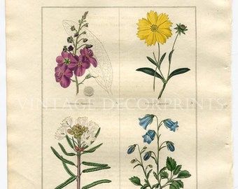 Benjamin Maund. Antique Botanical Print. Verbascum, Coreopsis, Ledum, Campanula. Original 1836 Hand Coloured Print, Floral Art #17