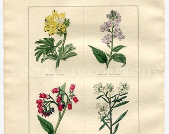 Antique Botanical Print. Fumaria, Purple-Rocket, Comfrey, Daphne. Benjamin Maund, Original 1836 Hand Coloured Print, Floral Wall Art #13