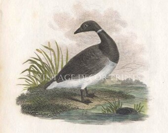 Black Goose and Grey Goose Original 1807 Antique Engraving From Rural Sports Hand Coloured in Watercolour.