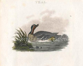 Teal and Jack Snipe Original 1807 Antique Engraving From Rural Sports Hand Coloured in Watercolour.