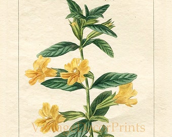 Yellow Mimulus Antique Botanical Print of The  Mimulus glutinosus. c1820 by Pancrace Bessa. Original Handcoloured Botanical Engraving.