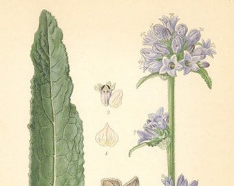 Campanula, Campanula Cervicaria Print From Nordens Flora Date C1920 Decorative Garden Plant Wall Decor