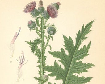 Curly Plumeless Thistle Carduus Crispus Print From Nordens Flora Date C1920 Decorative Garden Plant Wall Decor