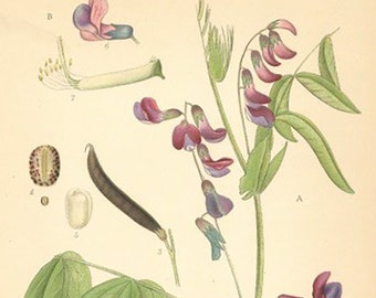 Spring Pea, Lathyrus Vernus Print From Nordens Flora Date C1920 Decorative Garden Plant Wall Decor