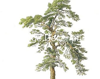 Scotch Pine Hand Coloured in Watercolour. A Wood Engraving by John Claudius Loudon Date 1844.