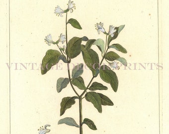Fly Honeysuckle Print 1783 Botanical Copperplate Engraving of Lonicera Cœrula by Dupin for Buchoz Herbier Artificiel Hand Coloured.