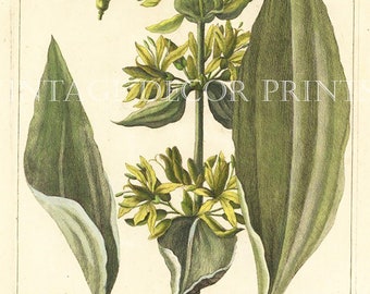 Gentiana Print 1783 Botanical Copperplate Engraving of The Gentiana Lutea by Dupin for Buchoz Herbier Artificiel Hand Coloured.