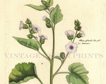 Marshmallow Print 1783 Botanical Copperplate Engraving of The Althaea officinalis by Dupin for Buchoz Herbier Artificiel Hand Coloured.