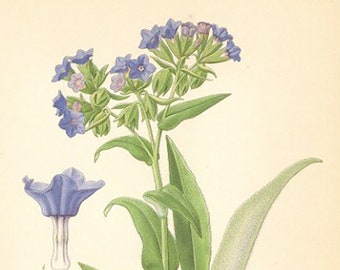 Blue Cowslip, Pulmonaria Angustifolia Print From Nordens Flora Date C1920 Decorative Garden Plant Wall Decor