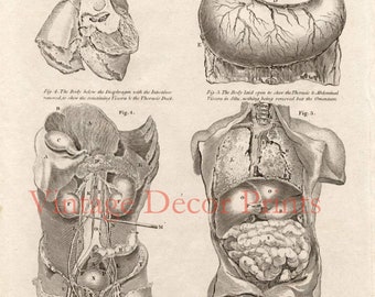 Anatomy Engraving of The Viscera, The Internal Organs. Date of Engraving 1789. Large Antique Print, Ideal for The Medical Profession.