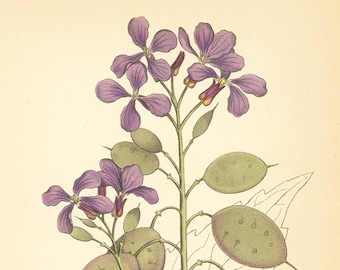 Lunaria Annua, Honesty Purple Flower Botanical Print Date C1920 Very Decorative Garden Plant Wall Decor.