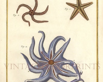 Starfish Wall Art Print, 1751-66 Engraving by Nicolas Martinet. Hand Coloured in Watercolour, Original Decorative Sea Life Engraving.