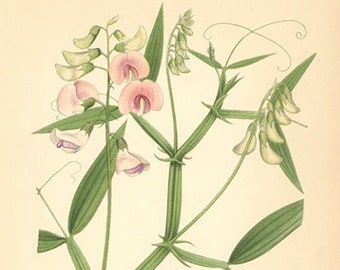 Flat Pea, Lathyrus Silvester Print From Nordens Flora Date C1920 Decorative Garden Plant Wall Decor