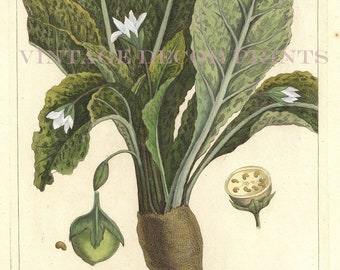 Mandrake Print 1783 Botanical Copperplate Engraving of Altropa Mandragora by Dupin for Buchoz Herbier Artificiel Hand Coloured Watercolour