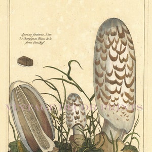 Può includere: Un'illustrazione antica di un fungo con un cappello bianco e lamelle marroni. Il fungo è circondato da erba verde e un gambo marrone. L'illustrazione è intitolata "Agaricus fimetarius. Linn. Le Champignon Blanc de la forme d'un Œuf."