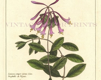 Honeysuckle Print 1783 Botanical Copperplate Engraving of Lonicera Semper- Virens by Dupin for Buchoz Herbier Artificiel Hand Coloured.