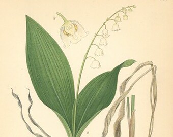 Lily of The Valley, Convallaria Majalis Flower Print Botanical Print From Nordens Flora Date C1920 Decorative Garden Plant Wall Decor