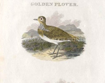 Golden Plover and Dotterel Original 1807 Antique Engraving From Rural Sports Hand Coloured in Watercolour.