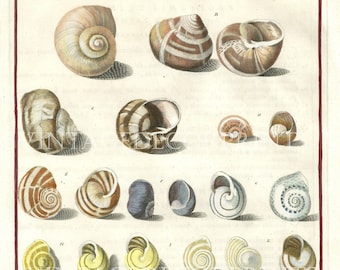 Sea Shell Print Date 1742 Large Copperplate Engraving for Niccolo Gualtieri Hand Coloured in Watercolour Original Large Decorative Engraving