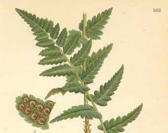 Decorative Fern Print. Botanical Print of The Dryopteris Cristata. From Nordens Flora Date C1920 Decorative Garden Plant Wall Decor.
