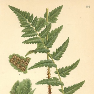 Decorative Fern Print. Botanical Print of The Dryopteris Cristata. From Nordens Flora Date C1920 Decorative Garden Plant Wall Decor.