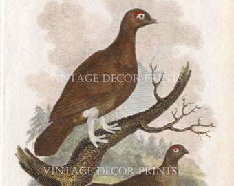 Grouse Original 1807 Antique Engraving From Rural Sports Hand Coloured in Watercolour.
