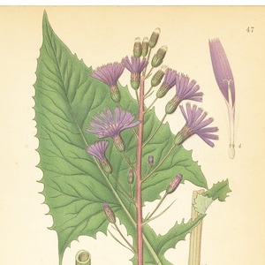 Mulgedium Alpinum Showy Blue Lettuce Purple Flower Print Date C1920 Very Decorative Garden Plant Wall Decor.