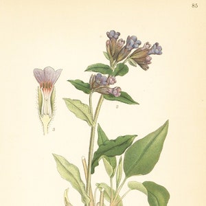 Pulmonaria Officinalis Purple Flower Print Date C1920 Very Decorative Garden Plant Wall Decor.