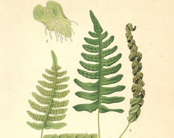 Fern Print. Botanical Print of The Polypodium Vulgare. From Nordens Flora Date C1920 Decorative Garden Plant Wall Decor.