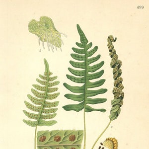 Fern Print. Botanical Print of The Polypodium Vulgare. From Nordens Flora Date C1920 Decorative Garden Plant Wall Decor.