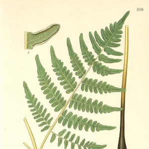 Fern Print. Botanical Print of The Pteridium Aquilinum. From Nordens Flora Date C1920 Decorative Garden Plant Wall Decor.